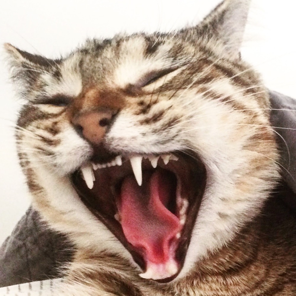 Meet your Posher, Tiffany